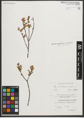 Foto von Salix myrtilloides L. x Salix repens L.